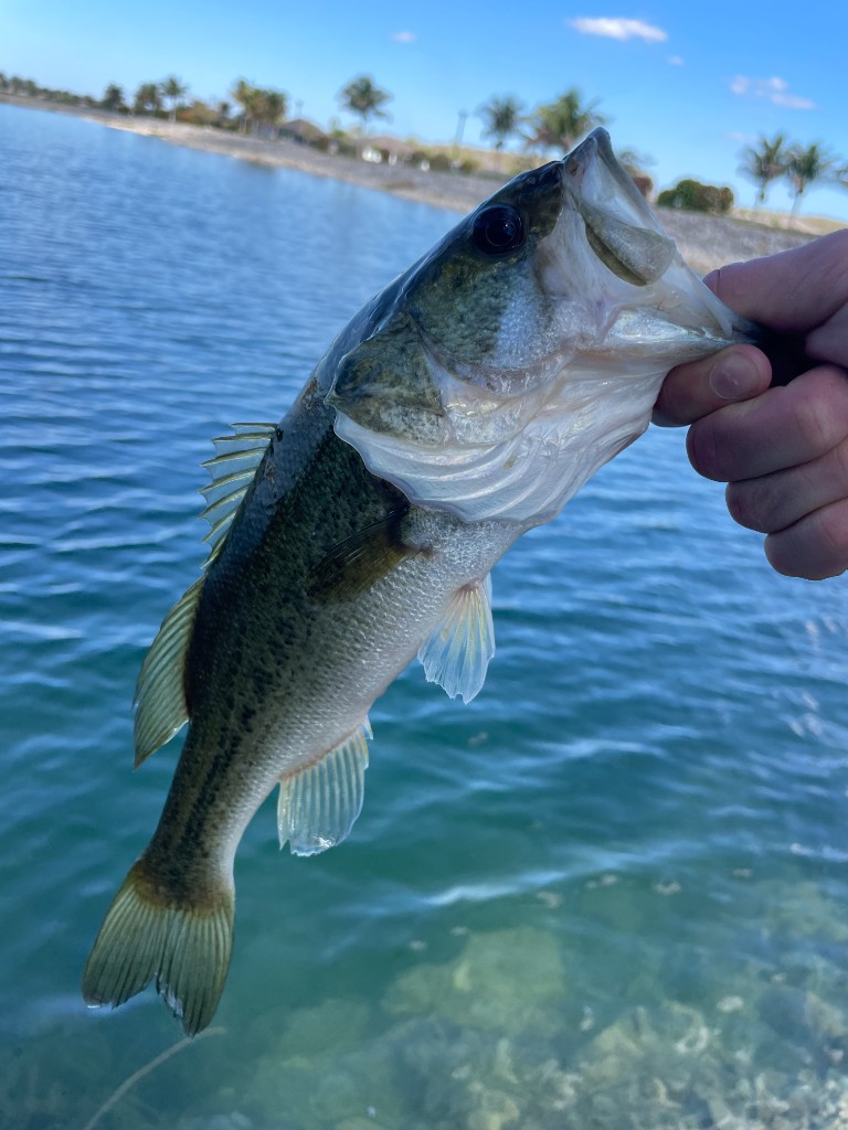 Largemouth bass held up against clear tropical water